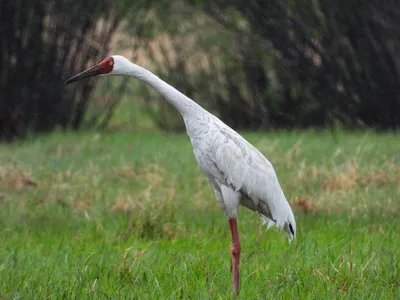 Белый журавль (Grus leucogeranus) — Зоопарк «Лимпопо» г. Нижний Новгород –  Нижегородский зоопарк