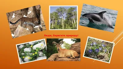 Защитите животных оленей PNG , защита, животное, Берегите животных PNG  рисунок для бесплатной загрузки