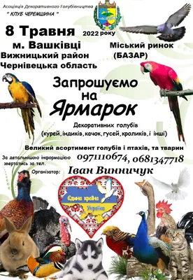 Вижницький район: піротехніки знищили авіаційну бомбу | Берегомет | Події |  Новини | Вижницький район, Чернівецька область №189747 — mistaUA