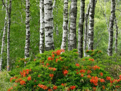 Фотография Березы даурской с капельками росы на листьях