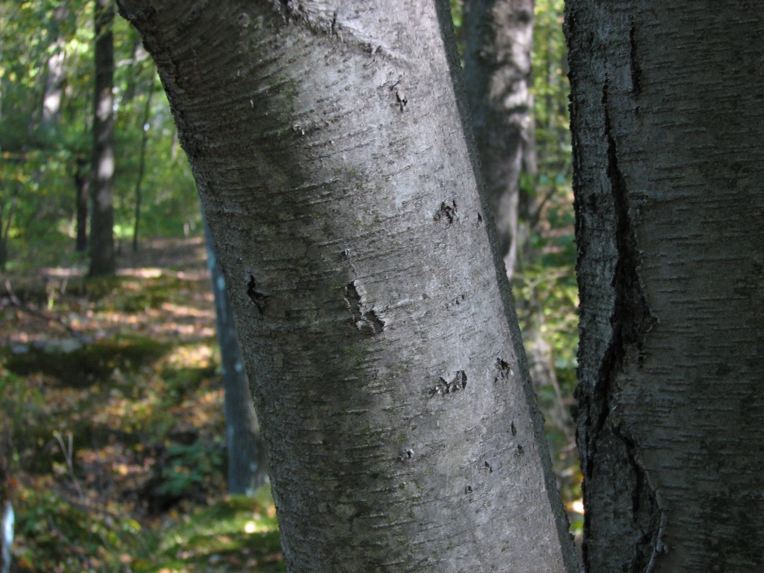 Темно березка. Береза Шмидта (железная береза ). Береза Даурская (Betula dahurica).