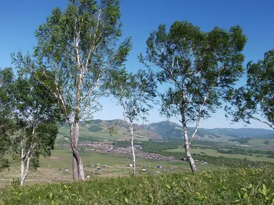 Изображение Березы даурской с видом на горы