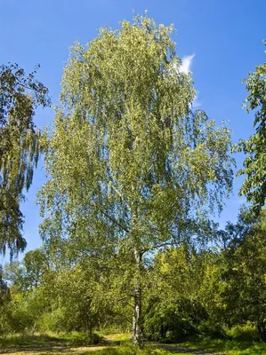 Изображение березы карликовой на фоне голубого неба
