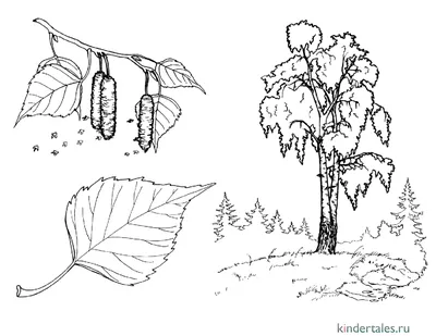 Про берёзу для детей - описание, использование, интересные факты, викторина