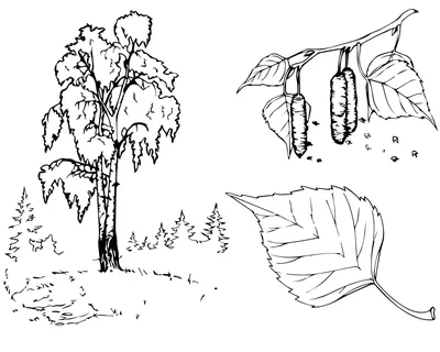 Береза» раскраска для детей - мальчиков и девочек | Скачать, распечатать  бесплатно в формате A4