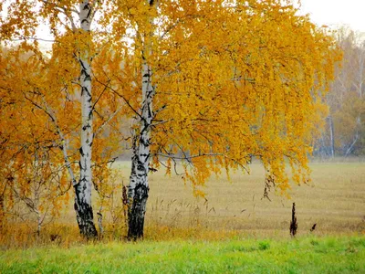 Береза — Все для детского сада