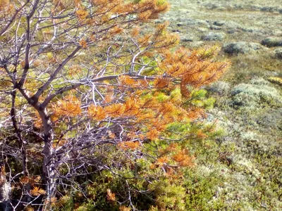 Уникальное изображение Береза кустарниковая