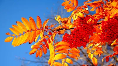 Картинка Береза кустарниковая с листьями