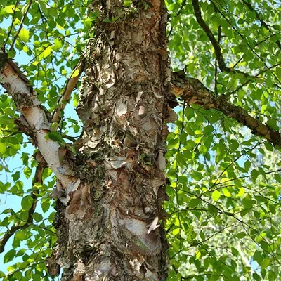 Изображение Береза кустарниковая в заснеженном лесу