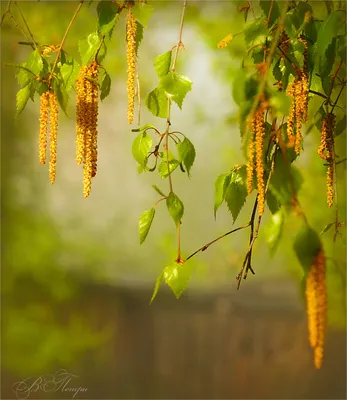 Фотография березы Максимовича с золотой листвой вокруг