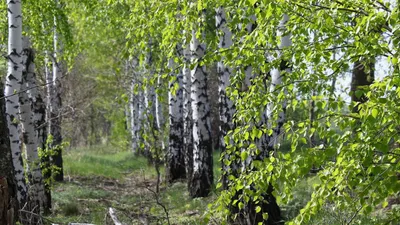 Фото березы мелколистной в дождливый день