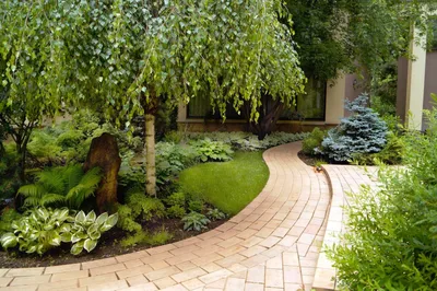 Красивые фотографии Березы овальнолистной в саду