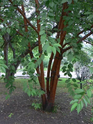 Береза растопыренная: изображение с листьями разного цвета