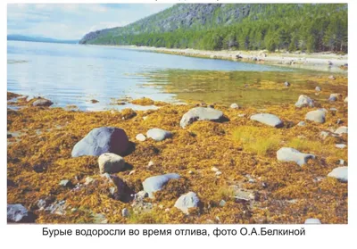 Фото Береза растопыренная: красивое изображение с туманом