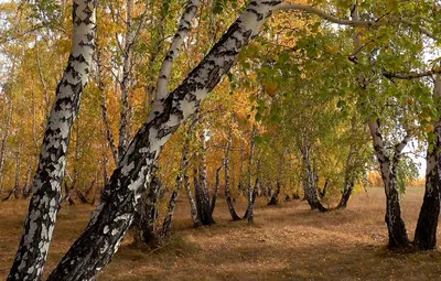 Фото Береза шерстистая: загадочная красота природы
