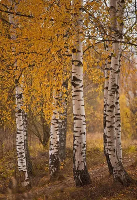 Березка поделка для детей (Множество фото!) - treepics.ru