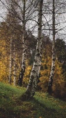 Изображение берёзы вишнёвой в осеннем лесу