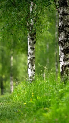 Изображение берёзы вишнёвой в заснеженном лесу
