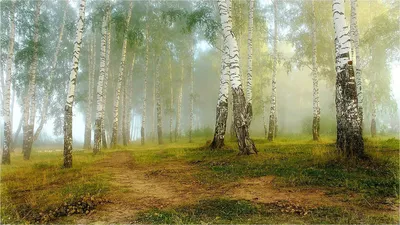 Фото берёзы вишнёвой в лесу