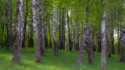 Фотография берёзы вишнёвой на заросшей поляне