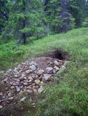 поделка с детьми, зима, зимнее занятие, медведь в берлоге, краски, раннее  развитие, идея для занятия, мишка в берлоге, зимняя спячка, реж… | Медведь,  Нитки, Поделки