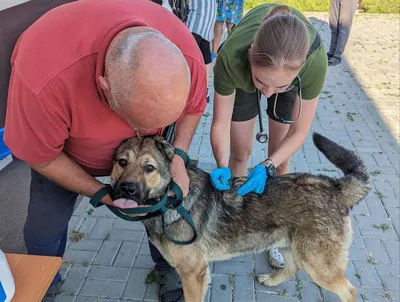 6 ноября в Дружковке будут принимать ветеринары-волонтеры