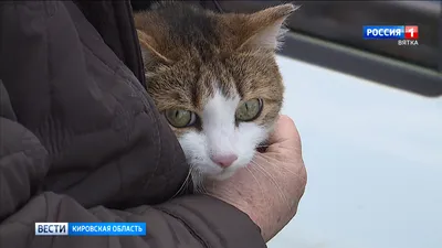 В Бельцах проводится бесплатная вакцинация животных против бешенства: для  чего | СП - Новости Бельцы Молдова