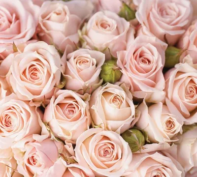 21 кремовая роза - Доставкой цветов в Москве! 16534 товаров! Цены от 487  руб. Цветы Тут