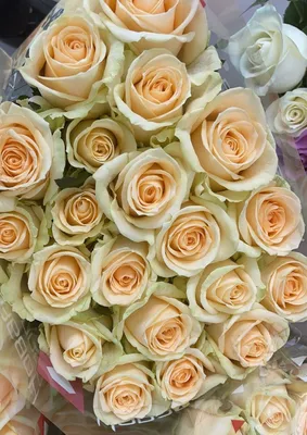 Купить бежевые розы 60 см с доставкой с доставкой в Москве ❤ Azeriflores.ru  — Москва