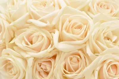 Изображение Бежевые розы Розы