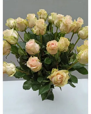 Кремовые розы 60 см доставка в Красноярске | ФлоРум24