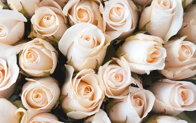 Бежевые розы в коробке | Розы, Композиция, Цветы