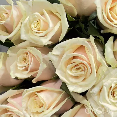 Фотообои Большие кремовые розы на стену. Купить фотообои Большие кремовые  розы в интернет-магазине WallArt