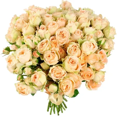 Купить Розы Пионовидные бежевые в Москве за 240 руб. | Быстрая доставка  цветов