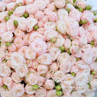 Бежевые розы сорта - красивые фото