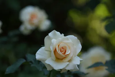 бежевые розы стоковое изображение. изображение насчитывающей флора -  85546807