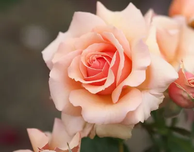 Розы. Сочный пышный куст из …» — создано в Шедевруме