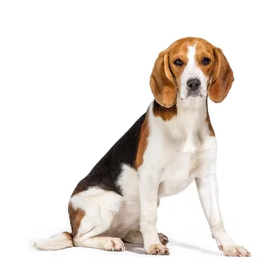 Бигль собака: фото, характер, описание породы