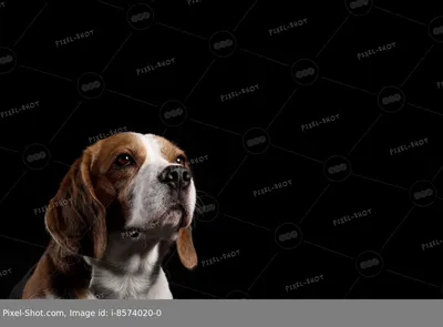 Собака Бигль - все, что нужно знать о породе, описание и уход — online.ua