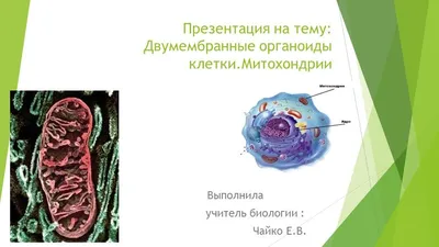 Фон биология для презентации (67 лучших фото)