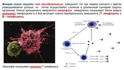 Презентация на тему \"Биология – наука о живом мире. Общие свойства живых  организмов\" - скачать презентации по Биологии - скачать презентацию