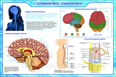 Наклейка для оформления кабинета биологии \"Биология\"