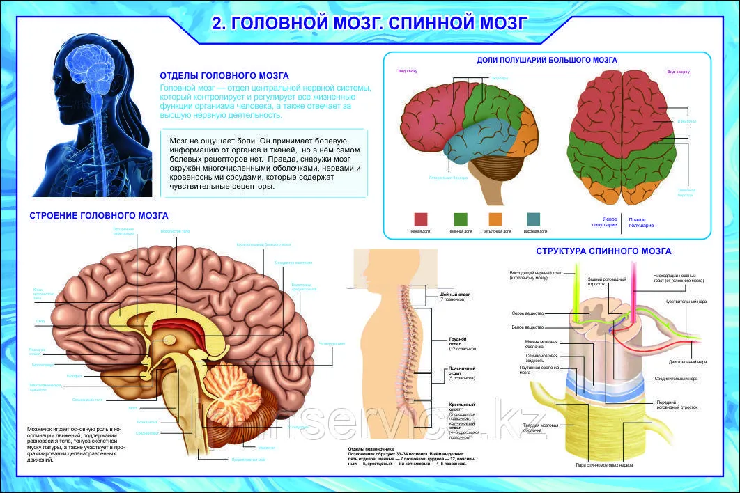 Биология мозга учебники. Рефлексы спинного и головного мозга таблица. Выберите функции спинного мозга.