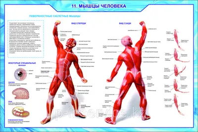 Биология 8-9 класс. Человек (id 60457562), купить в Казахстане, цена на  Satu.kz