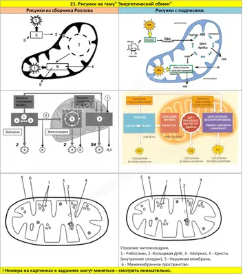 ❗21 тема. Энергетический обмен❗ Картинки из сборника Рохлова+ тест для  закрепления с ответами. .. | ВКонтакте