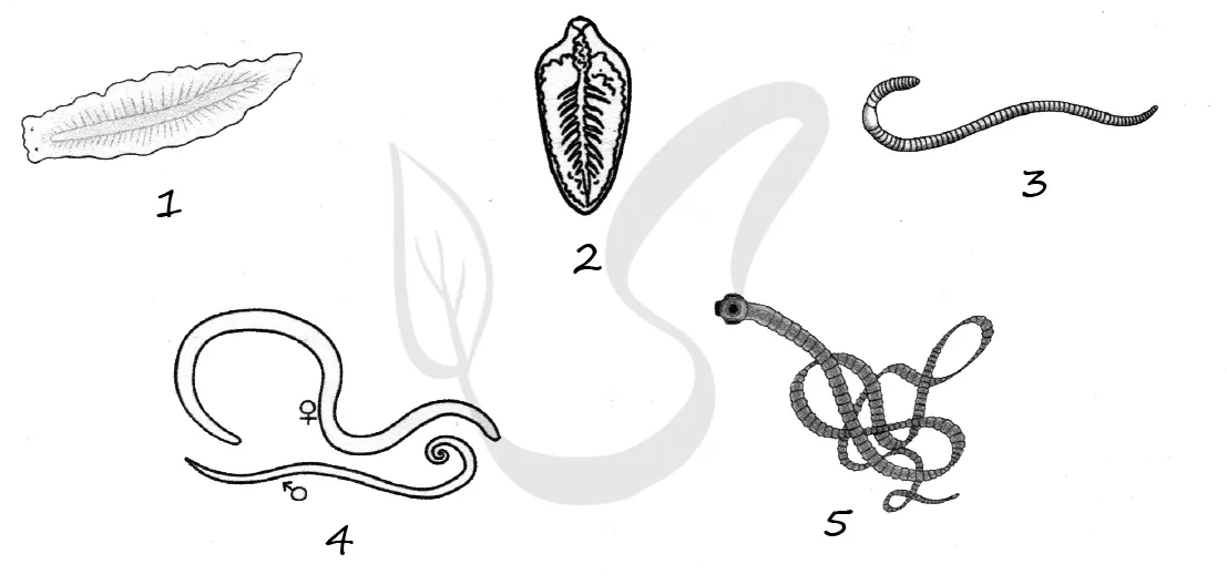 Тест черви егэ. Тип круглые черви ЕГЭ биология. Рисунки червей в ЕГЭ. Разнообразие червей ЕГЭ биология. Черви рисунки ЕГЭ.