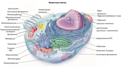 Красивая биология