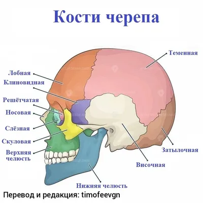 наука :: смешные картинки (фото приколы) :: биология / смешные картинки и  другие приколы: комиксы, гиф анимация, видео, лучший интеллектуальный юмор.