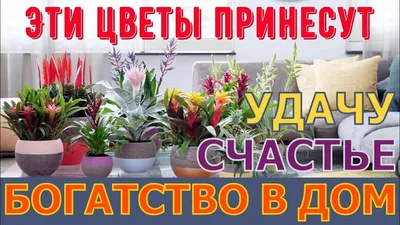 Комнатные цветы, похожие на животных - какие растения станут украшением дома  - фото | OBOZ.UA