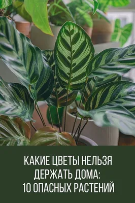 Какие комнатные цветы нельзя держать дома? Почему? | Бердск-Онлайн СМИ |  Дзен